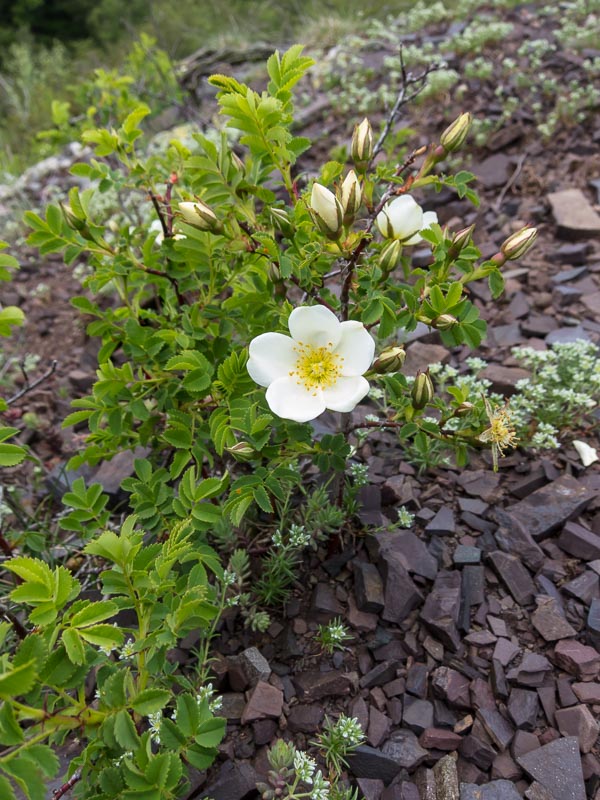 Rosa spinosissima / Rosa di macchia